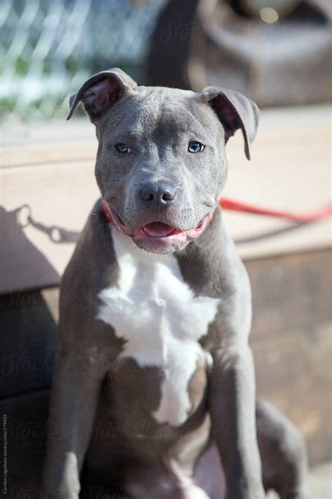 gray and white pitbull puppy